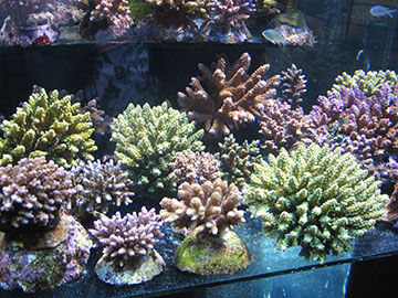 International Waters: New Players in Coral Ban